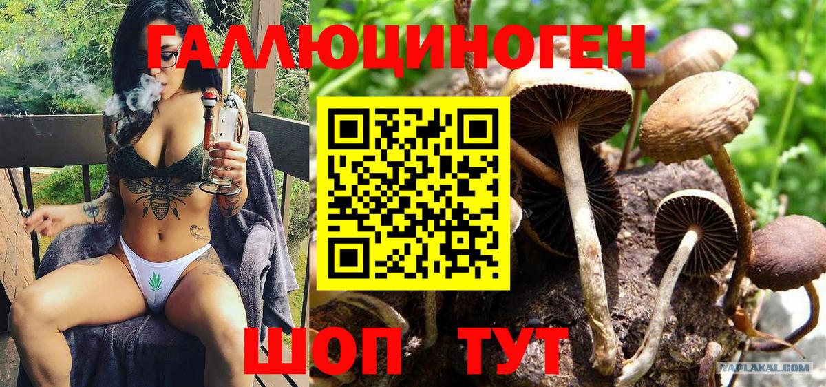 Псилоцибиновые грибы Psilocybe Кингисепп